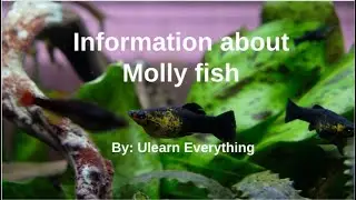 Information about Molly Fish