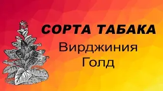 СОРТ ТАБАКА Вирджиния Голд. Семена табака.