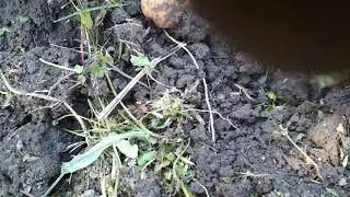 Выкопал ящерицу из земли