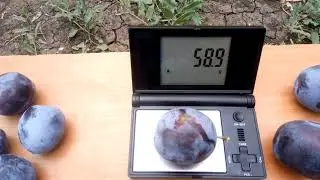 слива герман , ненька , СВГ ( Мейнор ) урожай 2019 г.