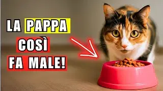 Gli 8 errori più pericolosi quando dai da mangiare al gatto