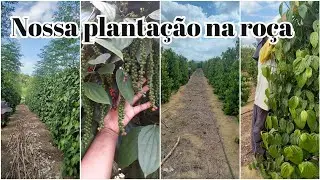 Mostrando nossas roças pra vocês nossa pimenta