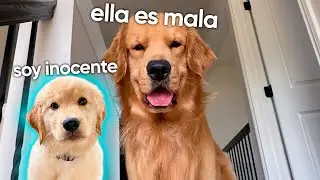 Mi perro tiene una pijamada con cachorros | Parte 1