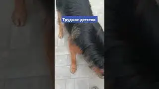 #тимасветлогорских
