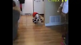 Мода на собак прикол