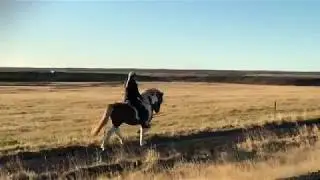 Super Steady Tölt