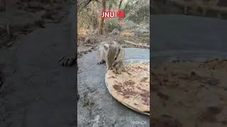 JNU ❤️। Squirrel 🐿️🥰 #nature #naturalbeauty #jnu #naturelovers #wildlife