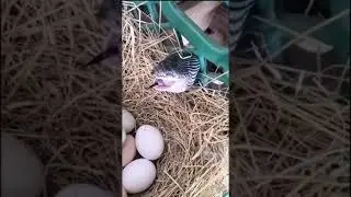 Змея жрет куриное яйцо