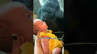 Chimpanzees showing off their babies 