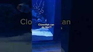 Cool fact about clownfish