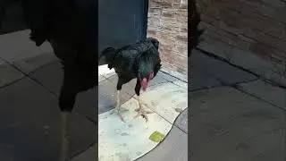 хрипы кашел чихания Лечение🖕 описание