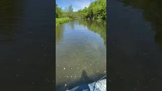 Очень много рыбы #fishing #salmon #горбуша #кижуч #голец #рыбалка #кунджа #сима