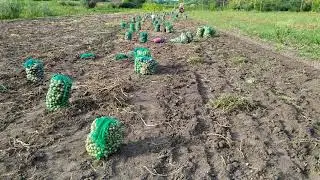 Викопка гібридів картоплі, робота на полі, прийоми відбору