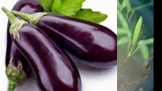 Manfaat Konsumsi Sayuran