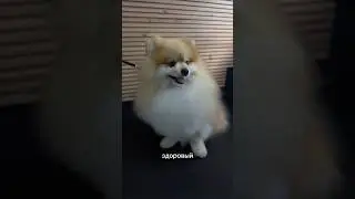 Can you cut a spitz?! 