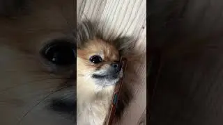 С папулей 🤙 🤙 #tiktok #reaction #собака #pomeranian #smile #шпиц