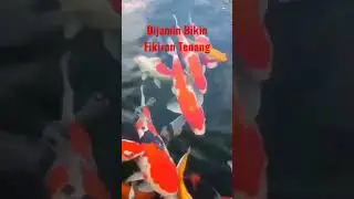 Ngasih Makan Ikan Koi Dulu #shorts #ikankoi #ikanhias #ikanhiasairtawar #ikankoibesar #ikankoimahal