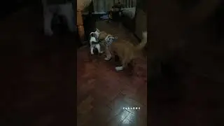 Simon and Otlum #cat #dog #catanddog #catlover #doglover  #everyone #follower #highlights #cab2drs