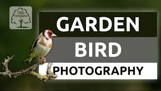 Photographing Garden Birds from my Home Made Bird Hide