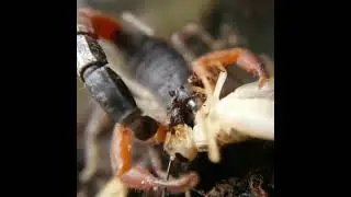 Untitled video