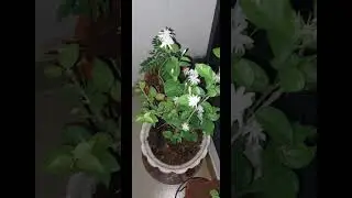 #loveforflowers #mygarden