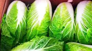 ПЕКИНСКАЯ КАПУСТА ПОЛЬЗА И ВРЕД | китайская капуста польза и вред, пекинская капуста свойства
