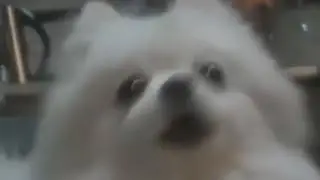 Gabe the dog - bork [Sparta Legendary Iron Remix]