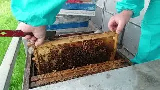 полное осератение отводков