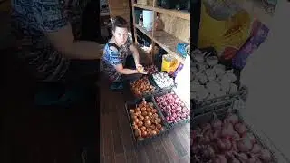 Долой севок, да здравствует лук из семян!
