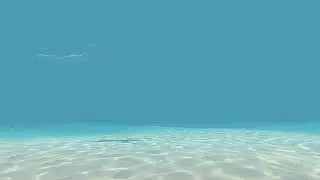 swim 1
