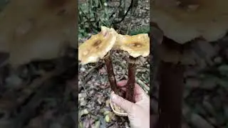 20.10.2025г. Краснодарский край Апшеронский район. Сбор грибов. Опята.