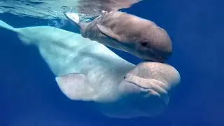 Детёныш Белухи