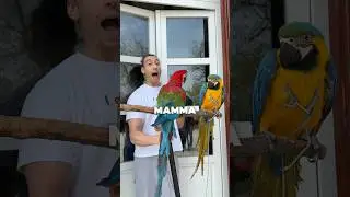 I'm bringing 2 GIANT Parrots to my MOM‼️