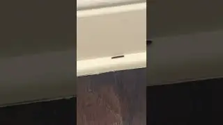 How to get rid of centipedes