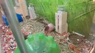weird thing at the pet store