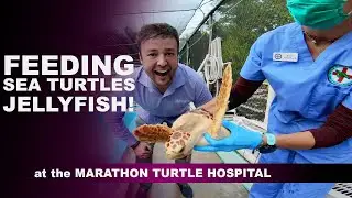 FEEDING SEA TURTLES JELLYFISH! JELLYFISH ART, MARATHON TURTLE HOSPITAL