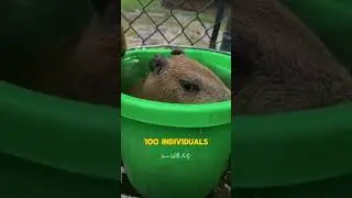 Facts About CapyBara | interesting facts