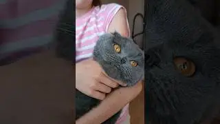 Котоверти 🥰 #catsofyoutube #смішнівідео #гумор #scottishfold