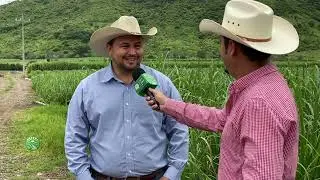 Plagas en el cultivo de Caña de Azúcar