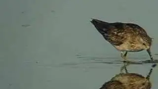 CORRELIMOS DE TEMMINCK / TEMMINCK'S STINT