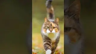 Lovecat #piano 🥰🥰🥰🥰🥰🥰🐈🐈🐈🐈🐈🐈🐈🤗🤗🤗🤗🤗🤗🤗🤗🤗🤗🐈🐈🐈