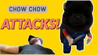 CHOW CHOW puppy ATTACKS owner on Halloween!