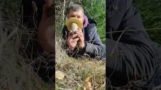 Beautiful mushrooms from Eastern Europe 