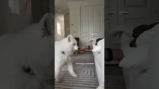 Would your dog pass the cheese test?