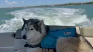 Husky Telling His Dad to Slow Down