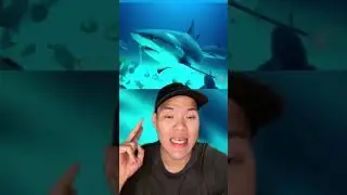 Mengusir ikan hiu dengan aroma daging hiu cincang #Shorts #YouTubeShorts
