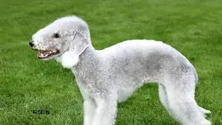 Bedlington Terrier Parasite Prevention