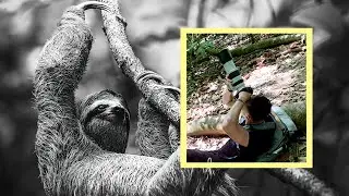 Wildlife Photography in Costa Rica | Dylan Carvalho Show