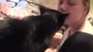 КОТ ЛЕША КУШАЕТ КОНФЕТЫ