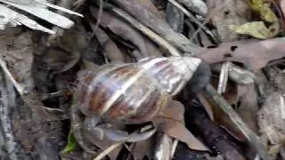 large hermit crab on mountain in Chaishan Nature Preserve, Taiwan ROC